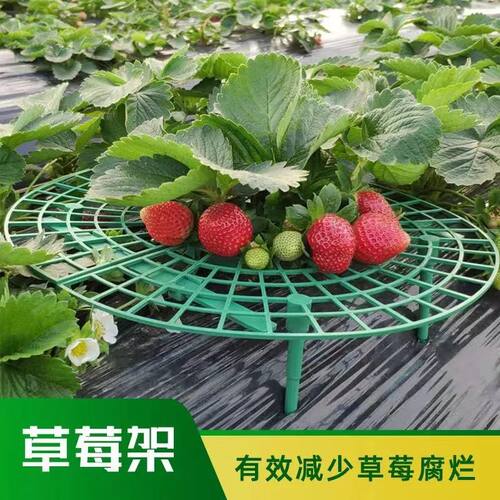 跨境草莓托盘支架园艺用品套装