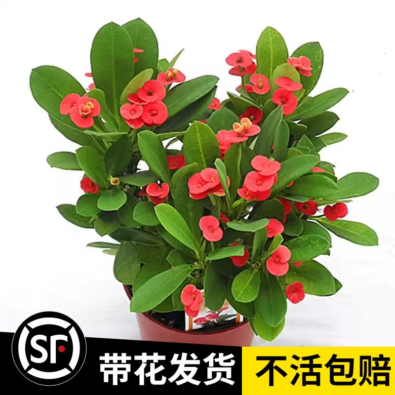 虎刺梅盆栽铁海棠带花四季开花室内阳台盆栽花花卉观花植物海棠花