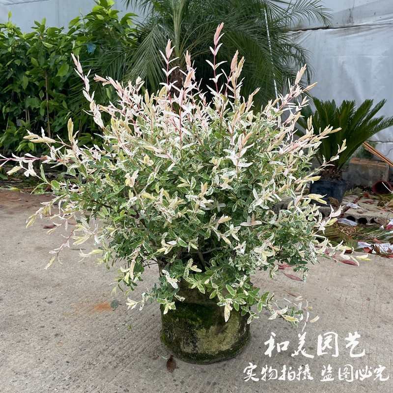 彩叶杞柳大盆 庭院阳台彩色观叶花镜植物 美观多年生灌木 包邮