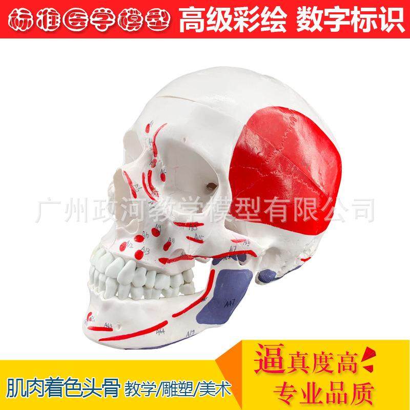 人体彩色头骨肌肉着色 头颅骨附肌肉起止点 人体头骨附肌肉模型