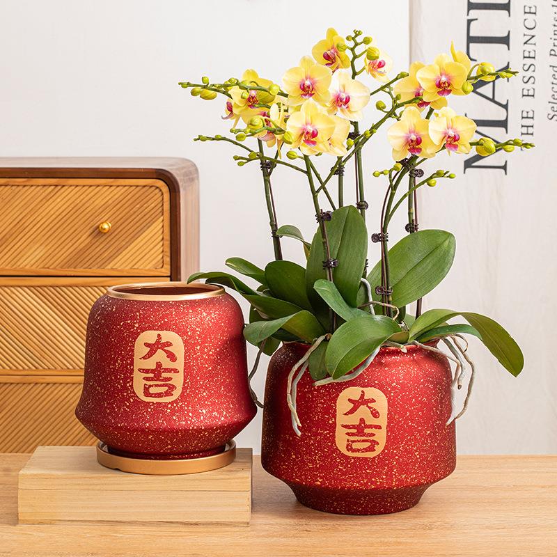 喜庆红色蝴蝶兰花盆陶瓷新年大号冬青兰花专用盆过年乔迁摆件装饰