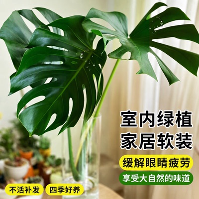龟背竹水培老桩大叶室内好养