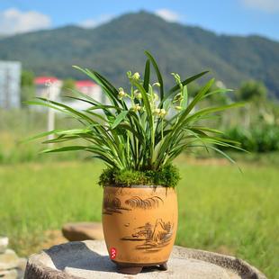 【冯达锋国兰】样品兰花建兰浓香：一品梅盖梅瓣