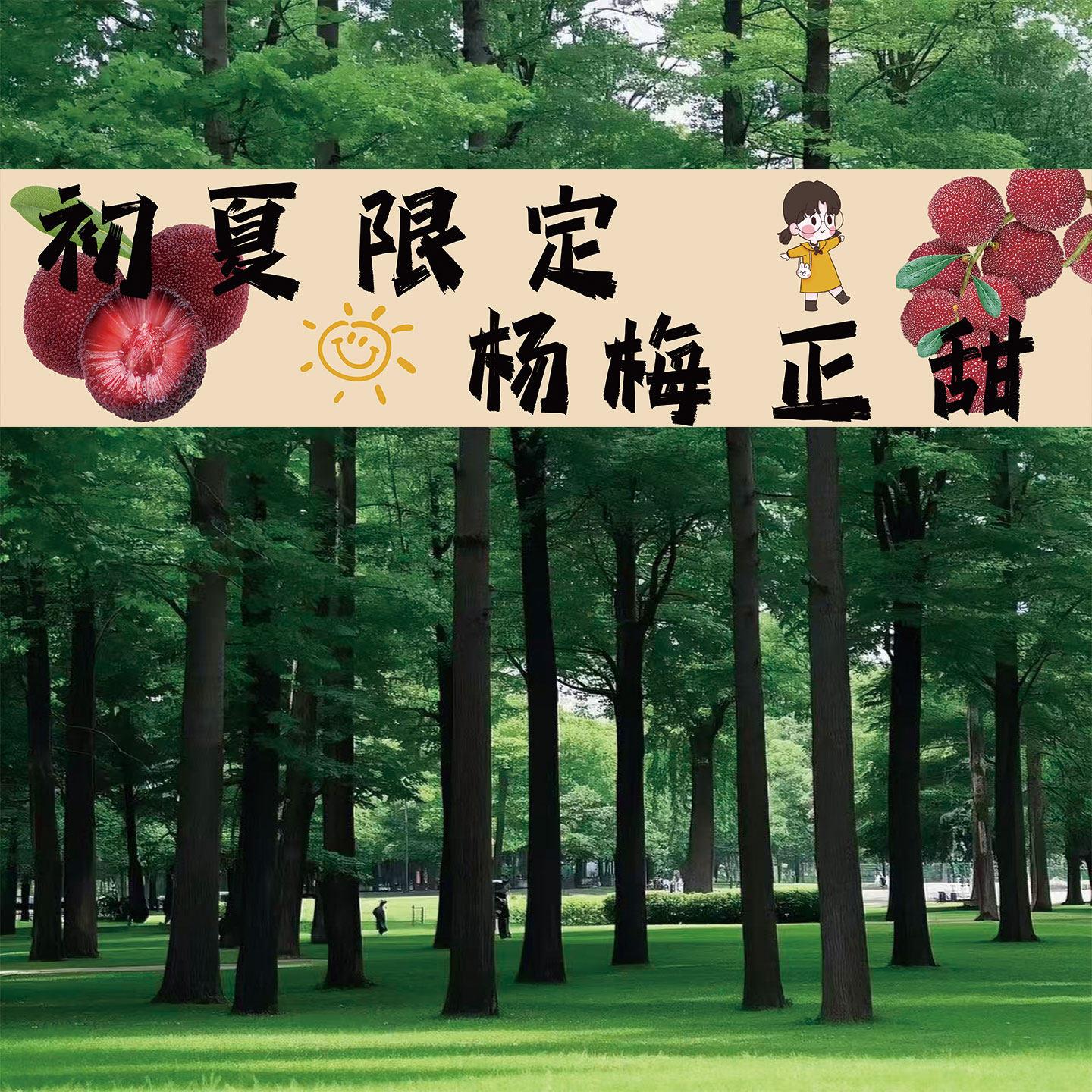 杨梅园亲子采摘横幅网红拍照打卡背景布装饰挂布杨梅摆摊车招牌布