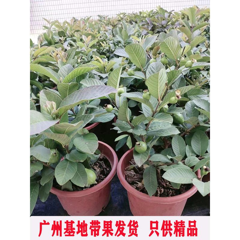番石榴树苗盆栽带果台湾西瓜芭乐果树苗阳台庭院地栽果树石榴树苗