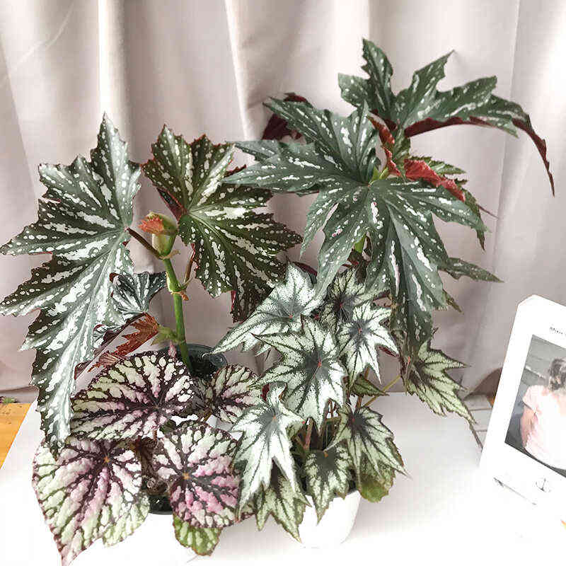 鳟鱼富士山秋海棠 ins北欧风网红进口绿植盆栽室内阳台观叶植物肉