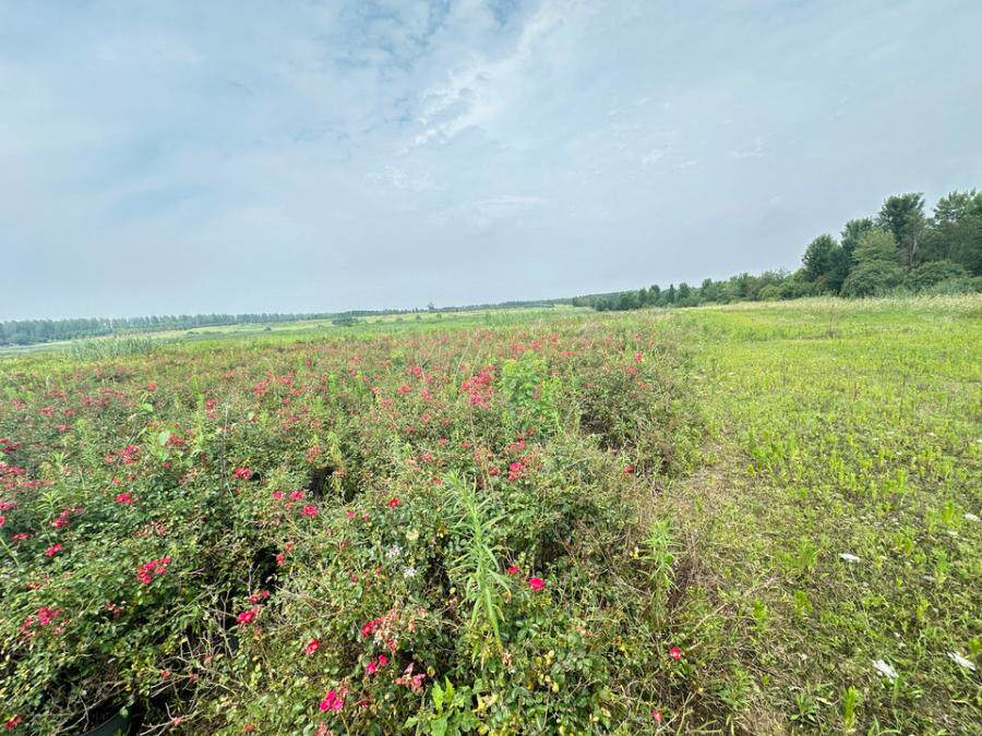 4月11日六安市“彩被玫瑰花”网络拍卖公告