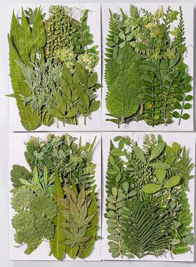 乾燥花压花植物标本手工diy材料包手工贴画乾燥花压花装饰画DIY乾