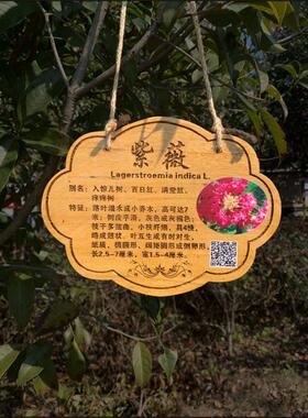 ZQ植树节树木挂牌花木介绍牌植物品名吊牌幼儿园认养防腐标识牌