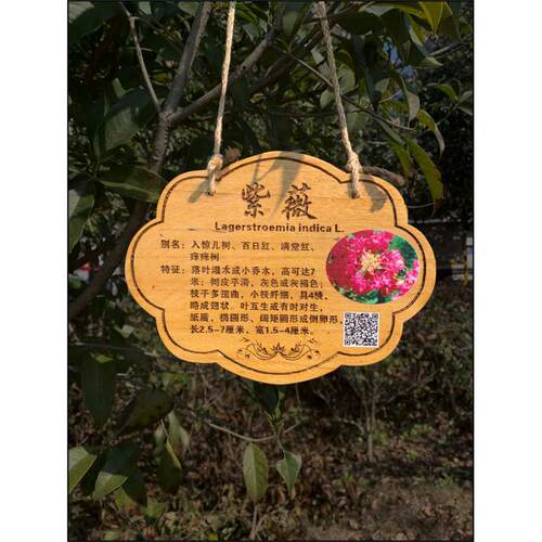 ZQ植树节树木挂牌花木介绍牌植物品名吊牌幼儿园认养防腐标识牌