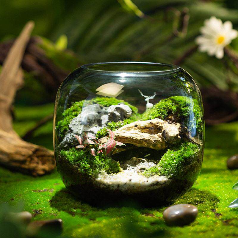 青苔藓微景观生态瓶植物盆栽玻璃瓶生态缸成品创意桌面造景小摆件