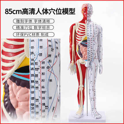 85cm高清中医针灸穴位模型图教学全身家用十二经络人体解剖大铜人