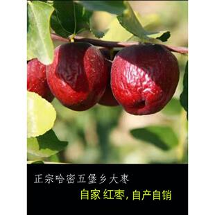 新疆哈密五堡大枣无硫脆枣超干硬无水洗红枣自然风干晾晒煲粥泡水