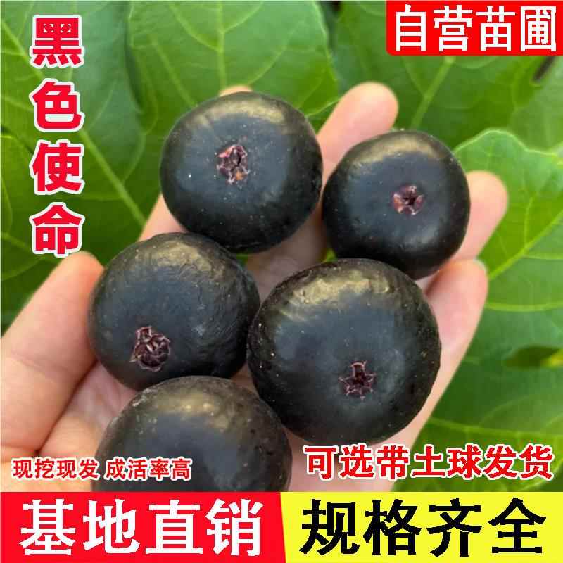 果树苗无花果苗新品种黑色使命加州黑无花果树苗盆栽地栽当年结果