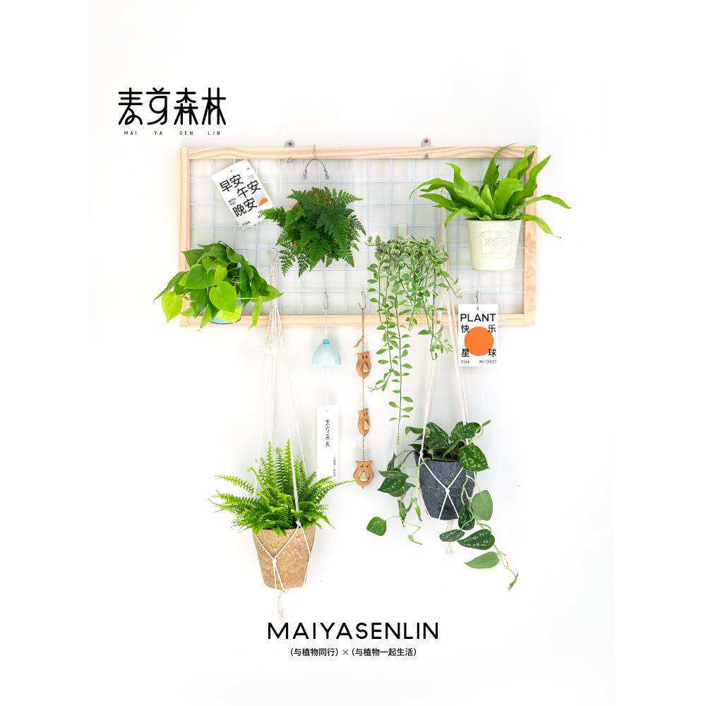 麦芽森林阳台网格花架置物架实木悬挂壁挂式幼儿园植物绿植挂墙架