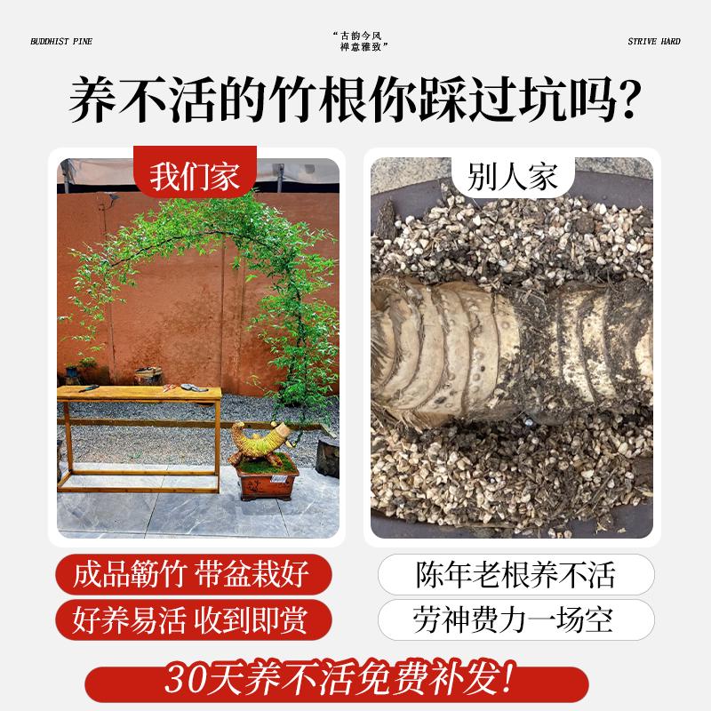 小叶簕竹成品盆景禅意老桩竹子盆栽室内客厅勒竹大型绿植落地植物