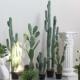 北欧植物仙人掌造景摆件中大型蓝衣仙人柱盆栽网红民宿店铺装 饰