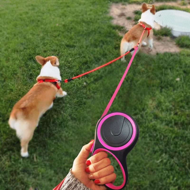 一拖二中型比熊溜狗狗牵引绳两只狗小型犬泰迪自动伸缩双头遛狗链