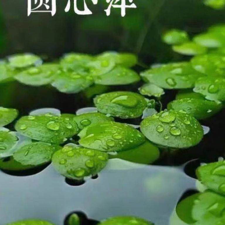 水草浮萍圆心萍净化水质水培绿植庭院办公室鱼虾龟缸造景漂浮水草