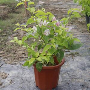 三角梅广红樱三角梅 盆栽绿植庭院阳台开花植物