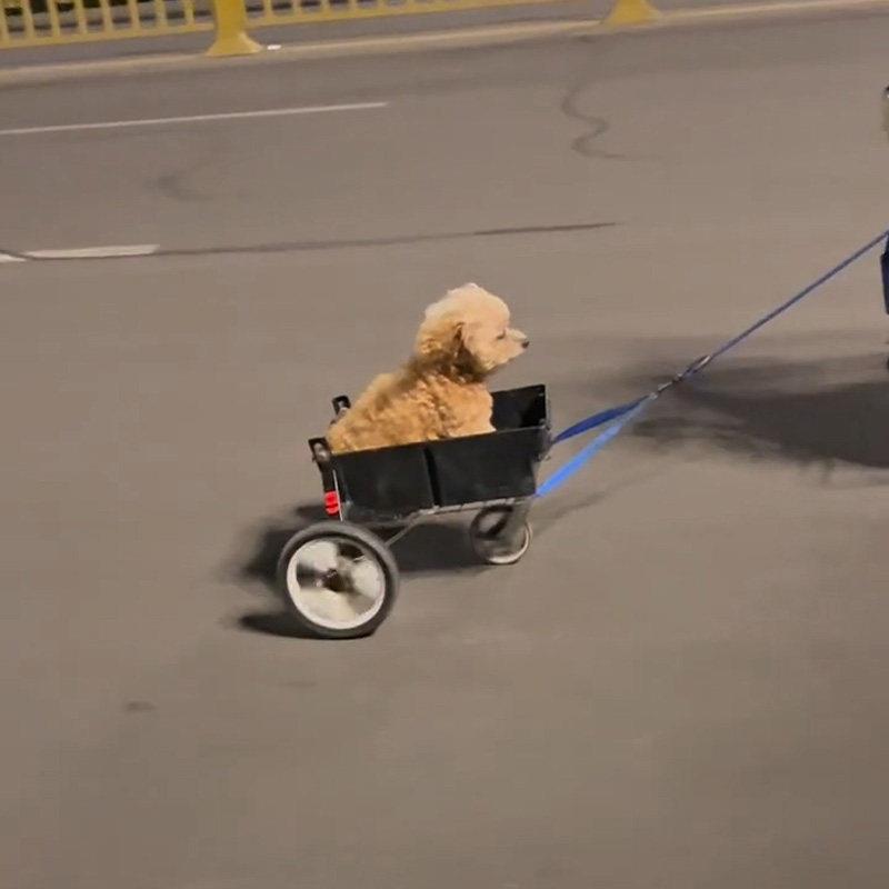 电动车带狗神器骑车带狗宠物推车轻便猫咪小型犬用宠物外出手推车