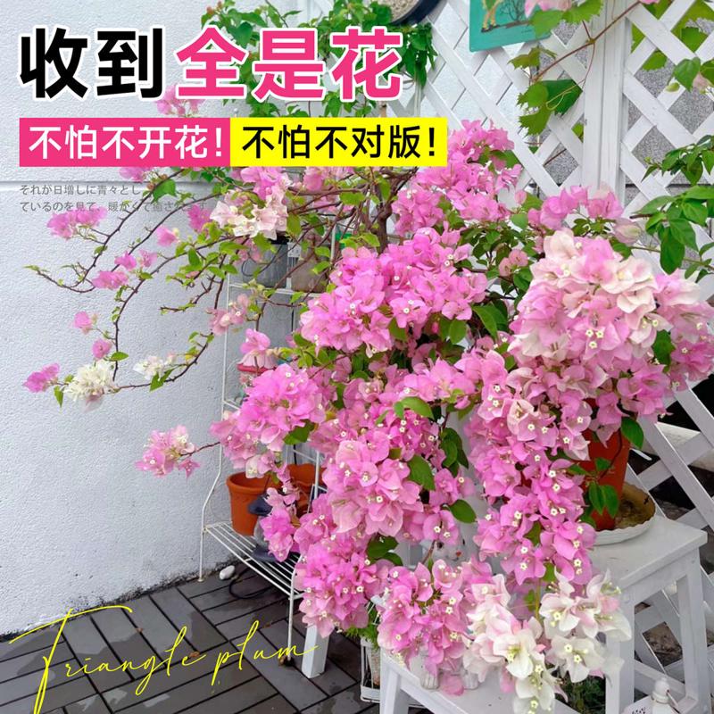 三角梅树苗老桩爬藤绿樱勤花植物重瓣四季开花盆栽庭院观花卉阳台