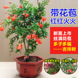 石榴花盆栽带花观赏果树苗室内客厅盆景四季开花庭院植物花卉好养