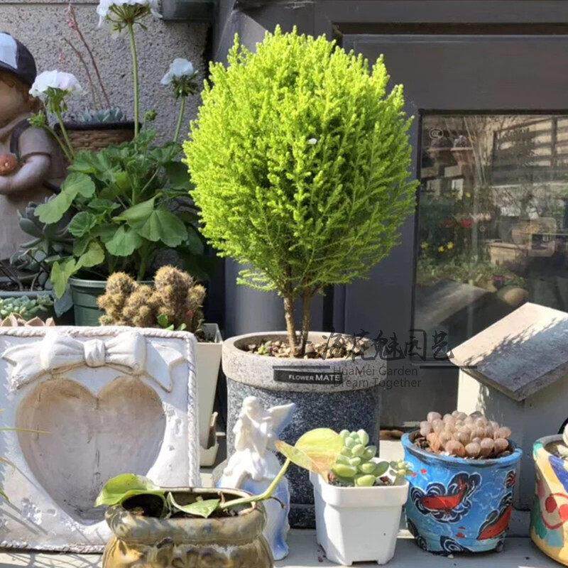 香松棒棒糖盆栽金冠柏植物耐寒耐热绿植圣诞树盆景四季常青包邮