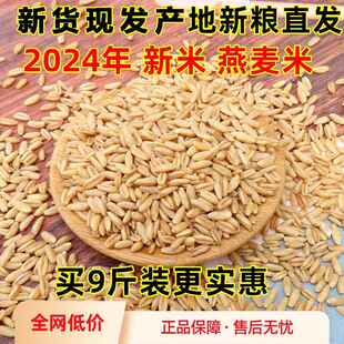 新米燕麦米2024年纯生裸燕麦仁粒莜麦全胚芽米10粗粮商用内蒙古斤