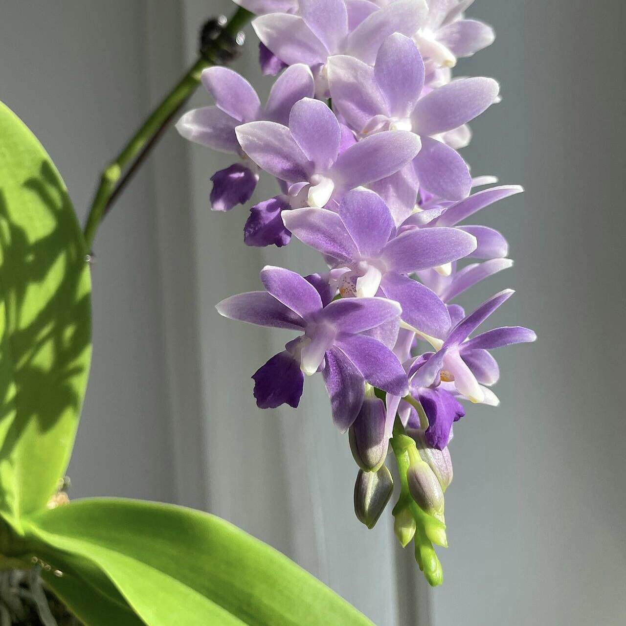 蓝星蝴蝶兰3.0寸杯精品苗带花箭夏花品种正品洋兰爆根苗壮