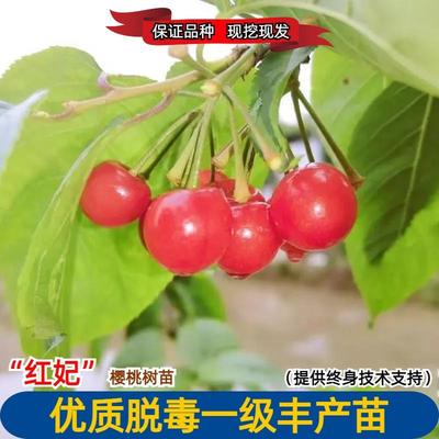 樱桃树树苗嫁接苗南方红妃盆栽果树果苗苗木四川樱桃苗黑珍珠乌皮