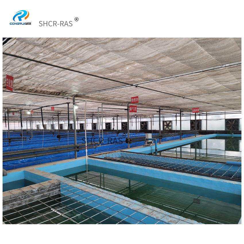 上海从锐海淡水养殖PP鱼池/育苗孵化塑料PP鱼池/暂养塑料鱼池