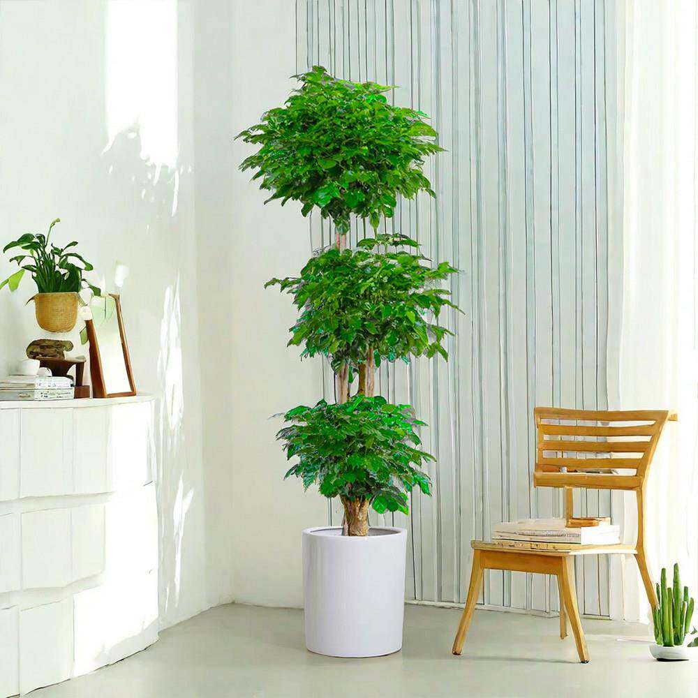 绿宝幸福树大型植物盆栽办公室室内客厅大号绿植招财开业送礼北京