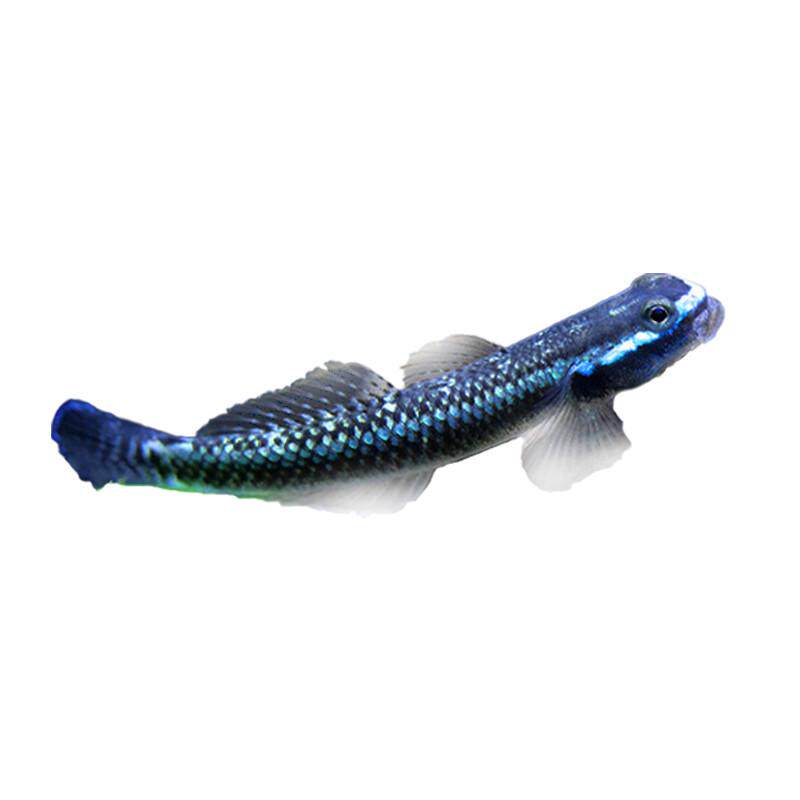 紫身枝桠虾虎原生虾虎鱼除藻素食清洁鱼缸冷水饲养淡水小型鱼