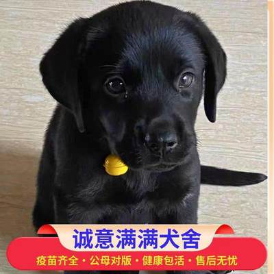 黑色高智商拉布拉多幼犬