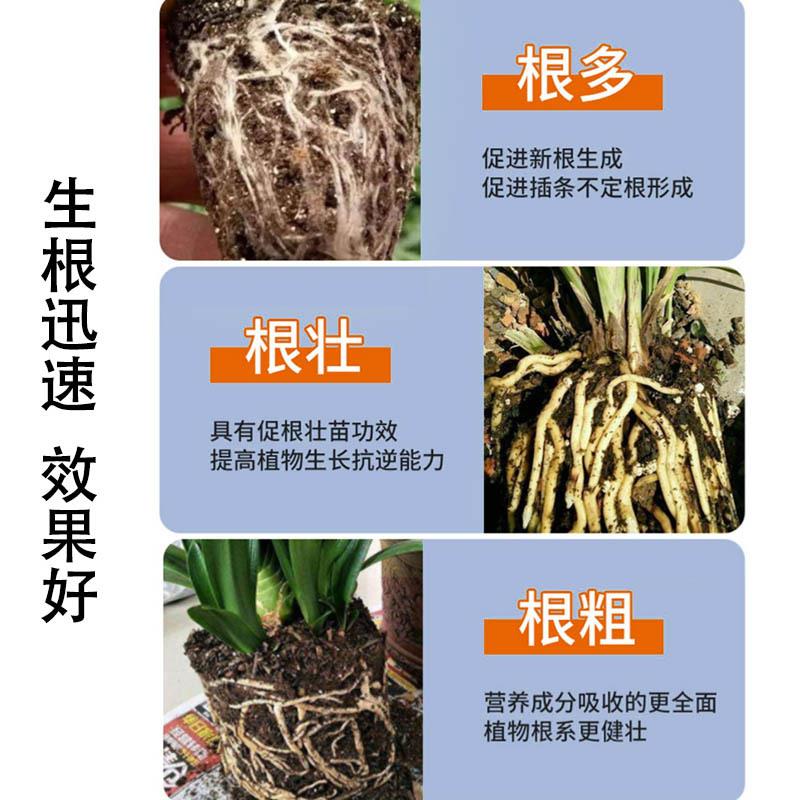 新款直销 大树苗木移栽浇灌型 快速 生根粉500g