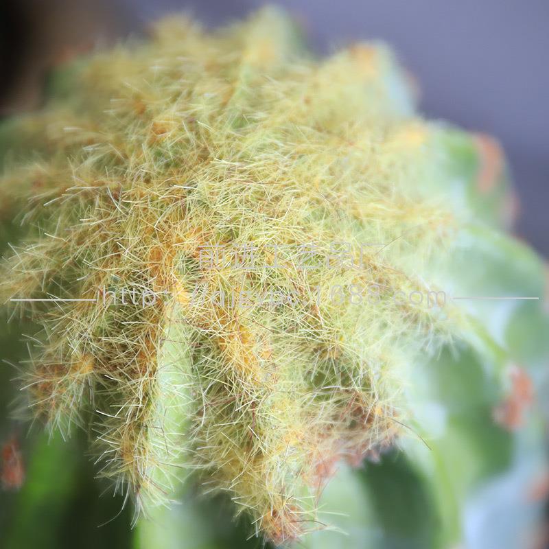 洛观哥大人仙人掌仿真仙人掌摩9256沙生植物景造景热带植物盆栽仙