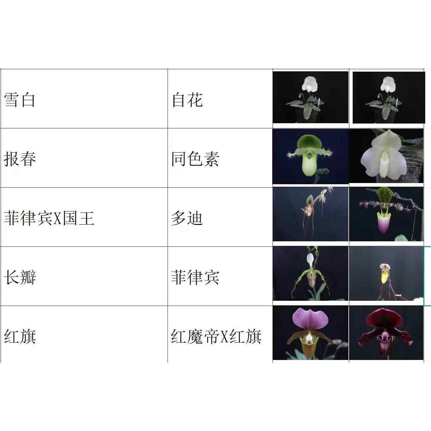 绿缘兰花 新品小苗兜兰