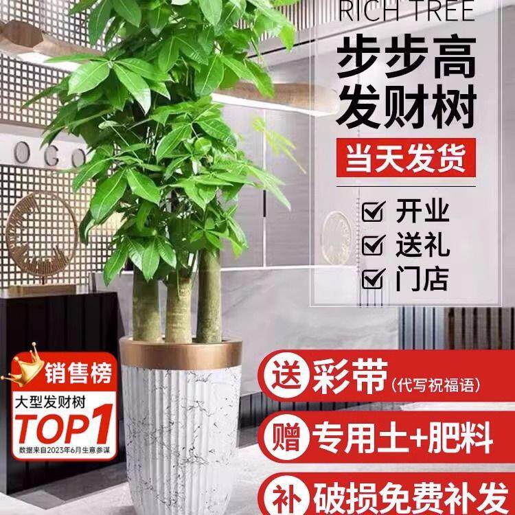 发财树大盆栽三杆步步高发财树室内客厅办公室开业大绿植室内绿植