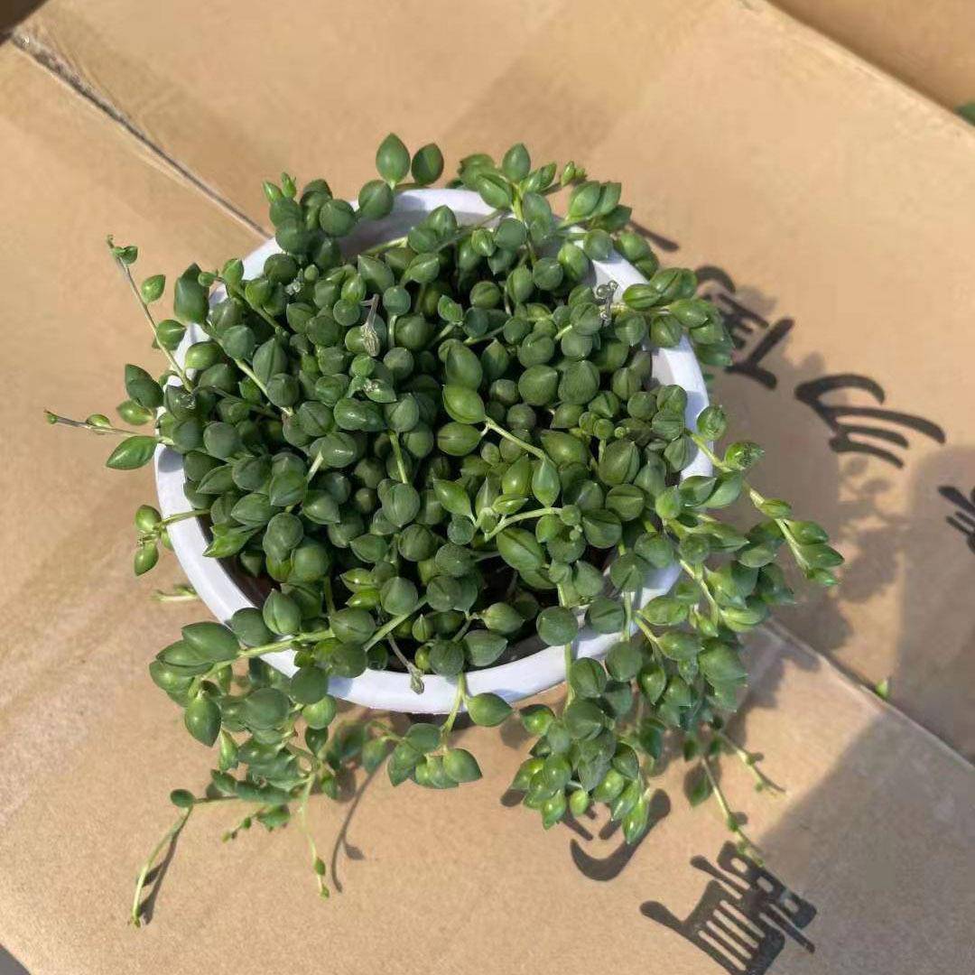 小盆栽多仙人球微室内肉植物居XMW家植物情人泪盆