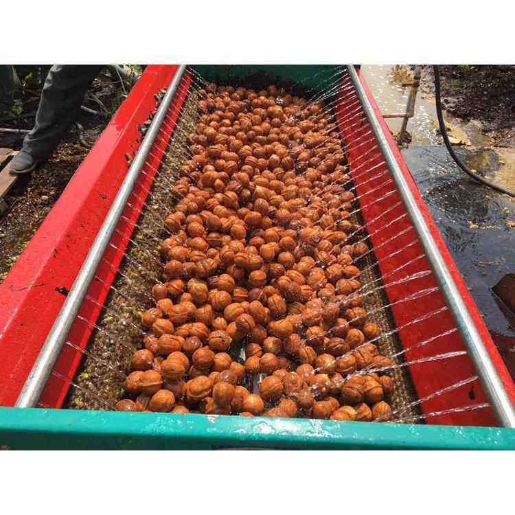 青核桃去皮清洗一体机全自动核桃剥皮机商用小型去核桃青皮机