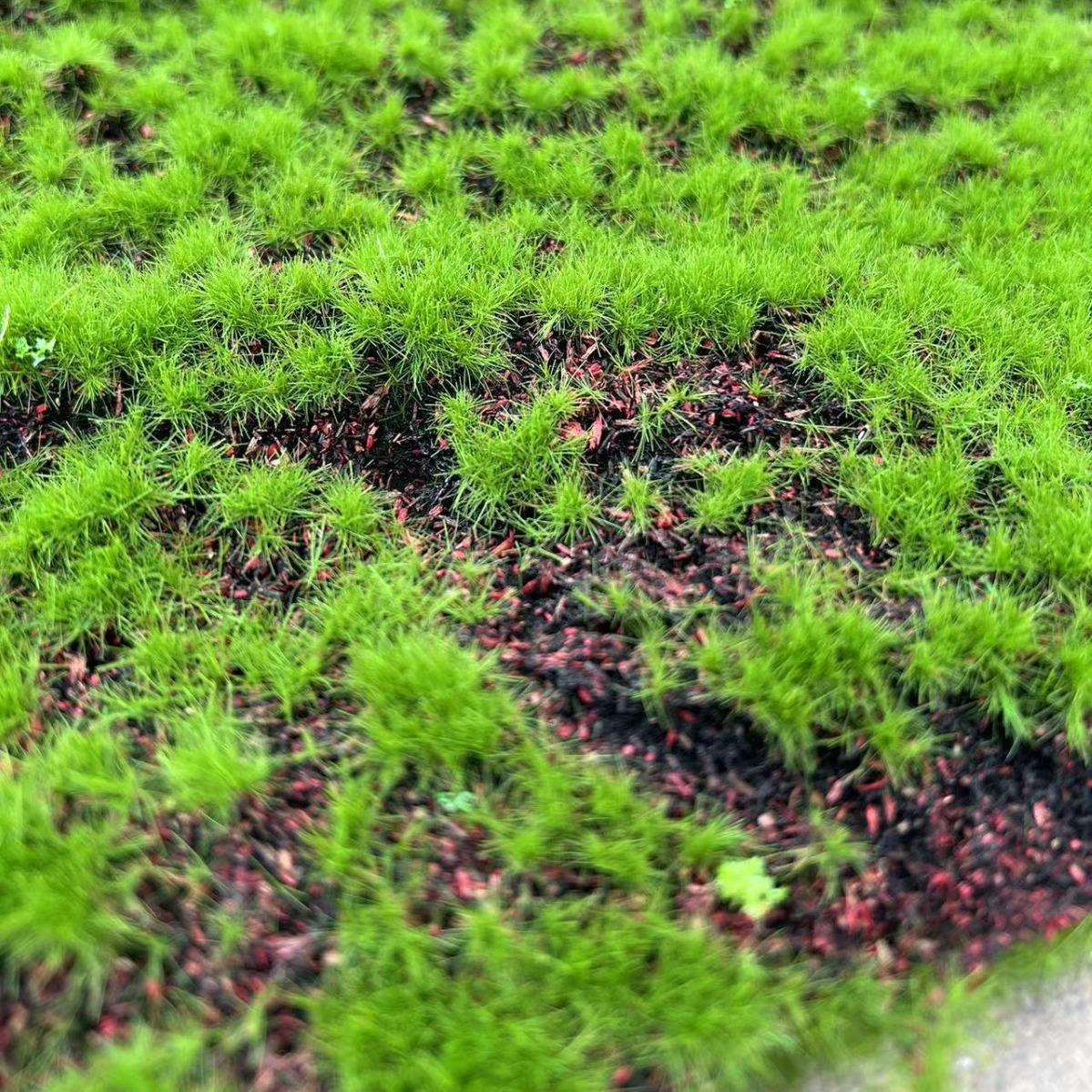人造苔藓草皮景青苔藓草室内景观苔藓草皮景橱窗DPB场造景微观假