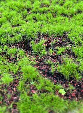 人假造苔藓草皮 XCW青藓苔藓室内景观苔草皮 场景橱窗造景微景观