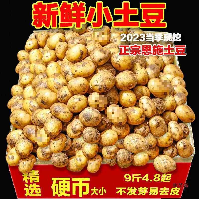 湖北恩施富硒小土豆斤新鲜现挖黄心蔬菜迷你土豆当季马铃薯