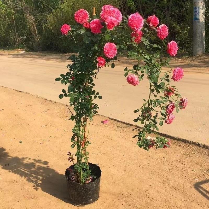 新款直销爬藤月季花苗 浓香型 攀爬藤本月季特大花庭院植物玫瑰花