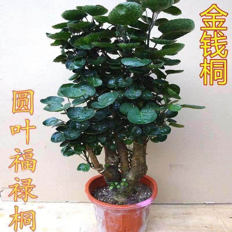 金钱兜圆叶福禄桐大型盆栽钱多多室内外风水吉祥招财植物净化空气