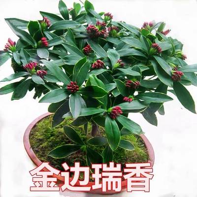 带花绿植物观观四季浓香型瑞香花花盆栽花金边植耐寒花卉盆景室内