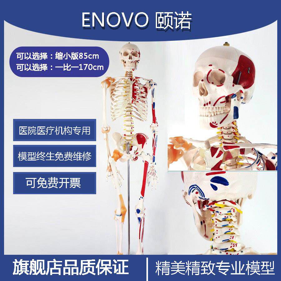 高端医学全身人体骨骼模型骨盆瑜伽关节活动拆卸解剖肌肉结构骨架