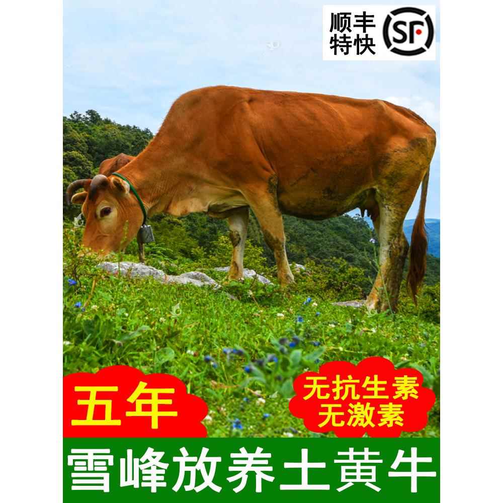 5年现杀黄牛肉新鲜牛肋条牛排骨牛腱子牛腩牛尾巴尾骨