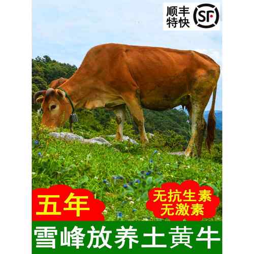 5年现杀黄牛肉新鲜牛肋条牛排骨牛腱子牛腩牛尾巴尾骨